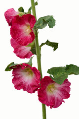 Fototapeta premium Pink common hollyhock wildflowers, Alcea rosea, isolated on white background