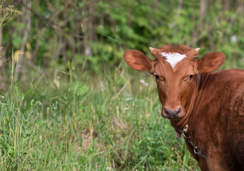 A brown young calf grazes on the green grass in a field close-up.