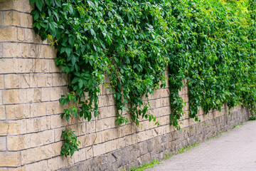 A yellow brick fence covered with curly greenery