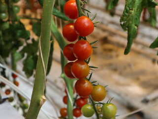 Cherry Tomato Vine