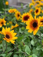 Obraz premium Sunflower Field