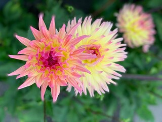 Fototapeta premium Flowers