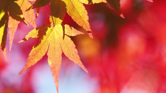 Red maple leaves shaking in bright bokeh background during autumn in Japan
