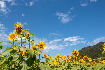 風景素材 陽射しを浴びた鮮やかな桜の花 Wall Mural 8maru