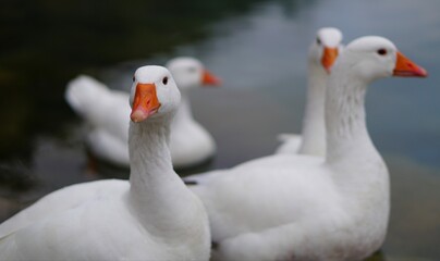 goose