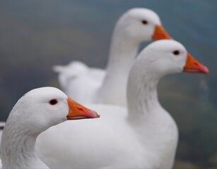 goose
