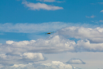 Griffin in the Natural Park of Douro - Portugal