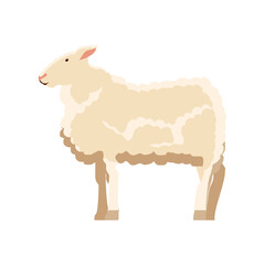 sheep farm animal