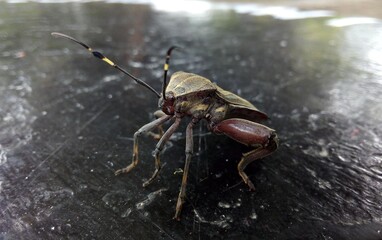 Great insect 