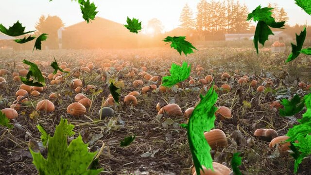 Animation of autumn leaves falling over pumpkin patch
