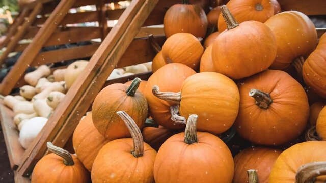 Animation of white specks floating over pumpkins on shelves