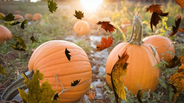 Animation of autumn leaves falling over pumpkin patch