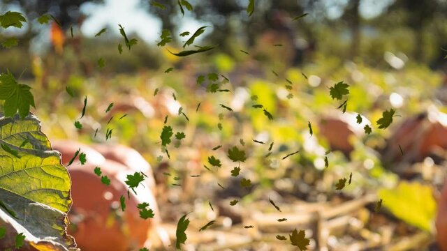 Animation of autumn leaves falling over pumpkin patch