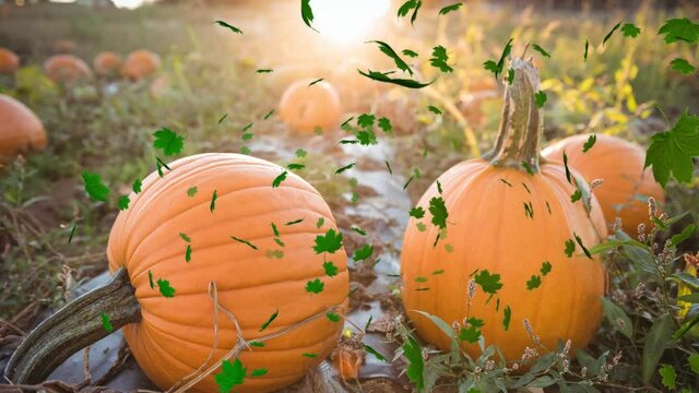 Animation of autumn leaves falling over pumpkin patch