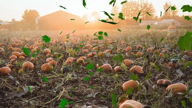 Animation of autumn leaves falling over pumpkin patch
