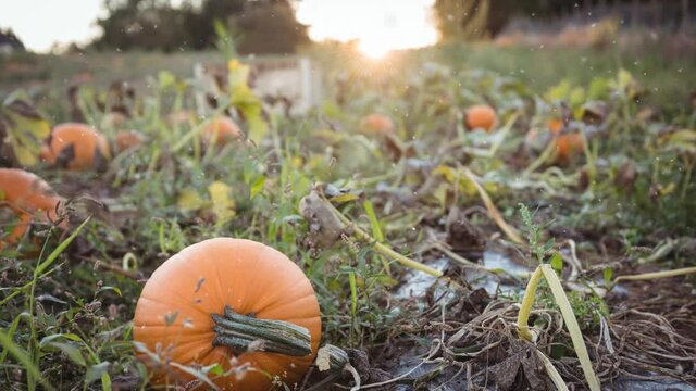 Animation of autumn leaves falling over pumpkin patch