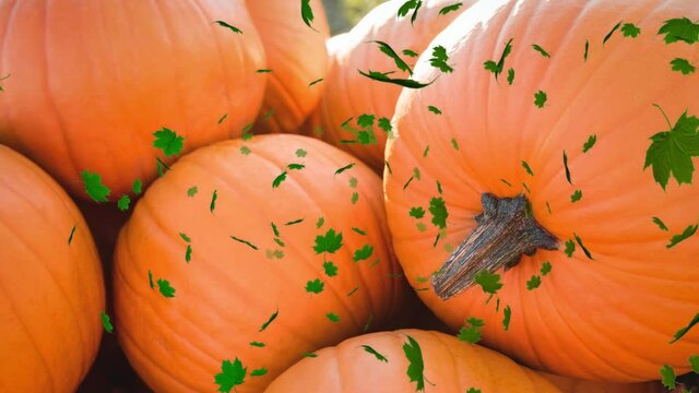 Animation of autumn leaves falling over pumpkin patch