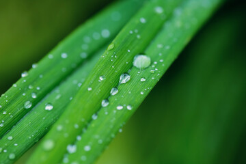 Beautiful green leaf texture with drops of water after the rain, close up