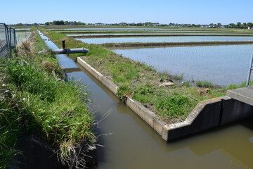 Fototapeta premium 農業用水路兼排水路 茨城県