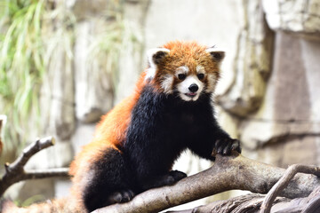 Red panda, a funny mammal
