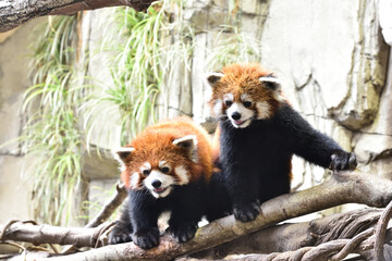 Red panda, a funny mammal