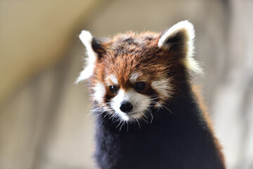 Fototapeta premium Red panda, a funny mammal