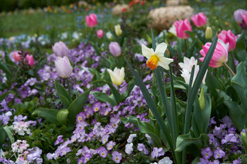 Fototapeta premium A beautiful narcissus blooming with colorful flowers