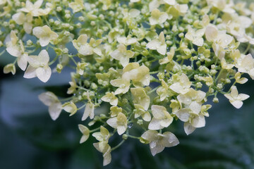 Closeup of beautiful white Hydrangea flowers after the rain