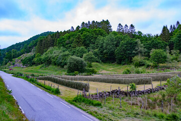 Hesje / Hesjing. Tørking av høy