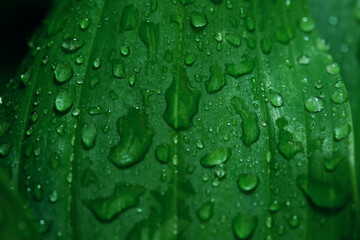 Fototapeta na wymiar Beautiful green leaf texture with drops of water after the rain, close up