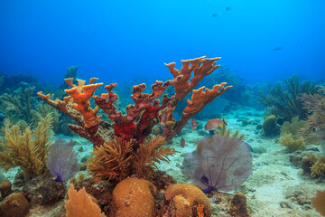 Caribbean coral garden