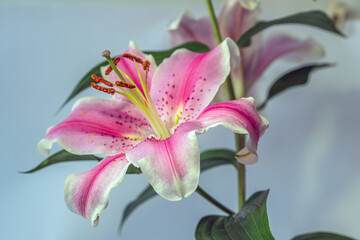 Stargazer lily