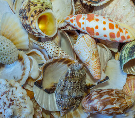 Collection of sea shells