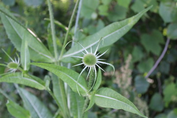 Wild Teasel