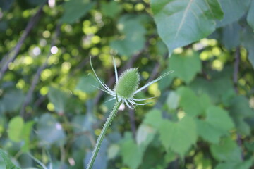 Wild Teasel