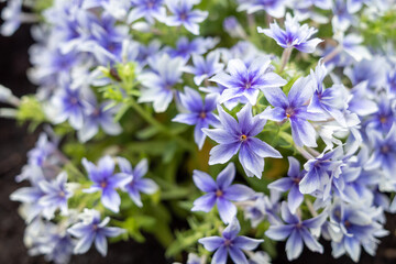 Fototapeta na wymiar Background of Blooming small blue flowers.