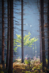 Morgendliches Licht in einem Nadelwald mit leichten Dunst