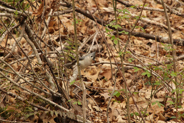 Alert Tufted Titmouse