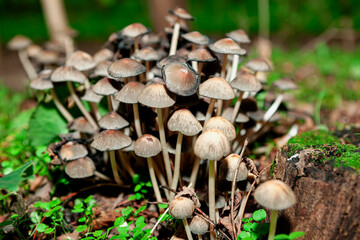 Bunch of mushrooms in the forest . Uncultivated fungus 