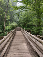 wooden bridge in the forest
