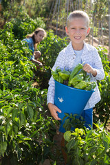 Portrait of smiling boy helping mother harvesting peppers in vegetable garden in summer, woman on background