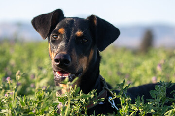 Doberman Pinscher Puppy in California Field © Dylan