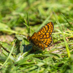 Marsh Fritillary Butterfly Resting on Grass
