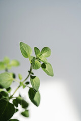 A green house plant and its leaves close-up.