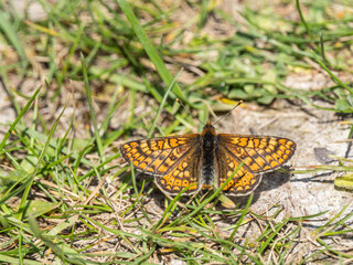 Fototapeta na wymiar Marsh Fritillary Butterfly Resting on Grass