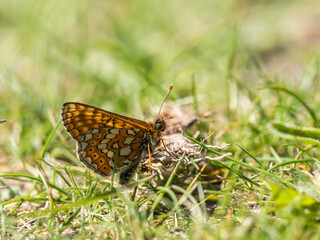 Marsh Fritillary Butterfly Resting on Grass