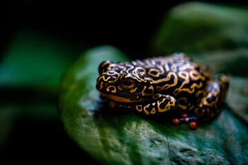 Golden frog