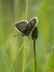 Common Blue Butterfly