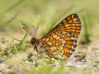 Marsh Fritillary Butterfly Resting on Grass