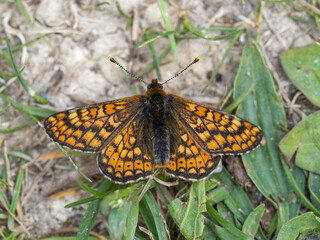 Marsh Fritillary Butterfly Resting on Grass